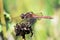 Red dragonfly on a withered flower