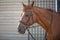 Red dressage gelding horse