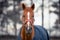 Red dressage gelding horse in horsecloth in autumn landscape