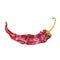 The red dried chile pepper on white background, watercolor illustration