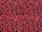 Red dried spicy barberries background