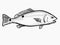 Red Drum South Carolina Inshore Fish Cartoon Retro Drawing