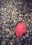 Red dry leaf over pebbles
