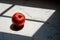 Red dry rotten unhealthy apple on a table. Unhealthy unhygienic fruit