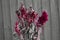 Red drying flower with wooden fence in background