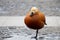 Red duck in the parks in the city of Dnipro in Ukraine in the spring on the road closeup