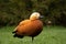 Red duck in the parks in the city of Dnipro in Ukraine in the spring on the road closeup