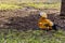 The red duck rest on one leg on the first spring grass after a cold winter