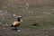 A Red duck standing by the lake