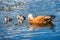 Red duck Tadorna ferruginea with babies