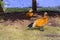 Red ducks in early spring on the first spring green grass against the background of winter snow