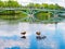 Red ducks ogari with ducklings in a pond against the background of a bridge in Moscow