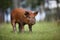 Red Duroc Piglet