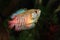 Red Dwarf Gourami