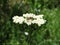 Red Dwarf Honey Bee On the Yarrow Flower