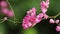 A red dwarf honeybee is finding nectar on pink Mexican creeper