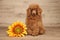 Red dwarf poodle on wooden background