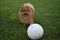 Red dwarf Spitz on green lawn plays soccer