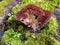 Red Dyers Mazegill fungus inside of mossy tree stump