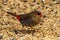 Red-eared Firetail in Western Australia