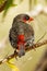 Red-eared Firetail in Western Australia