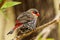 Red-eared Firetail in Western Australia