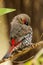 Red-eared Firetail in Western Australia