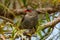 Red-eared Firetail in Western Australia