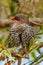 Red-eared Firetail in Western Australia