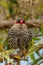 Red-eared Firetail in Western Australia