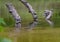 Red-eared pond slider turtles on a log enjoying the sun in a river in Watercrest Park, Dallas, Texas