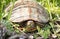 Red Eared Slider In Grass With Flower Petals