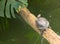 Red-eared slider - medium-sized semi-aquatic turtle.