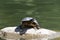 Red eared slider pond turtle sunning on a rock