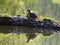 Red eared slider posing on a branch