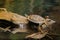 Red-eared slider, red-eared terrapin turtle with red stripe near