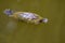 Red-eared slider, red-eared terrapin turtle with red stripe near ears floating on water in Singapore