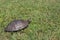 Red-eared slider roaming through yard in Eastern Texas