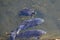 A red-eared slider swimming with carp in a stream.ã€€