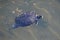 A red-eared slider swimming with carp in a stream.ã€€