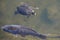 A red-eared slider swimming with carp in a stream.ã€€