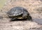 Red Eared Slider Terrapin