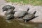 Red-eared slider Trachemys scripta elegans