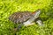 Red eared slider - Trachemys scripta elegans turtle