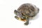 Red eared slider turtle