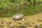 red-eared slider turtle basking