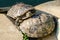 Red-eared Slider Turtle,group.