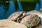 Red-eared Slider Turtle, group in water