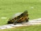 Red-Eared Slider Turtle Half out of the Water on a Wooden Platform