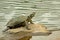 Red-eared slider turtle posing on rock